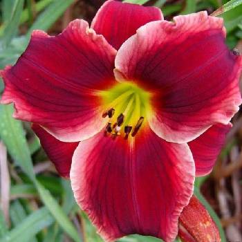 Лилейник Hemerocallis ‘Pocket Change’ 